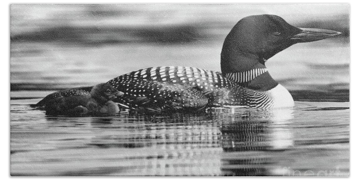 : Common Loon Hand Towel featuring the photograph Loon Family in Black and White by Sandra Huston