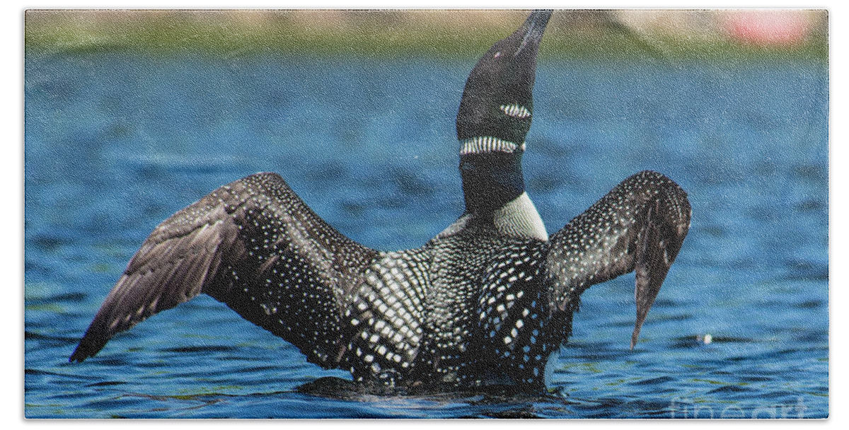 Maine Bath Towel featuring the photograph Loon Open Wings by Alana Ranney