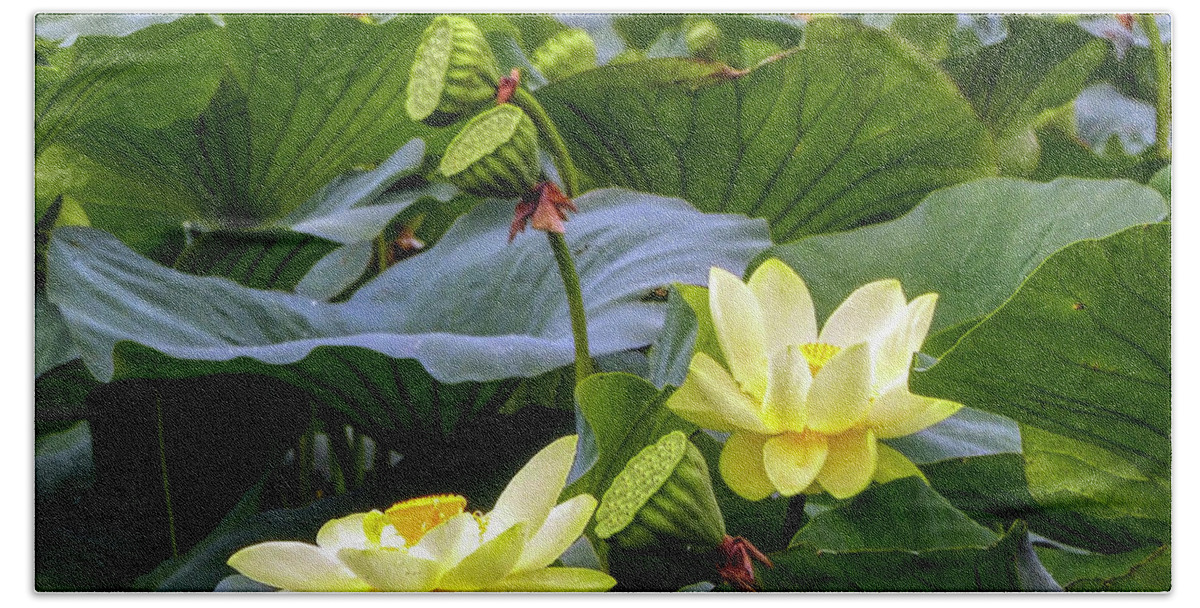 Lotus Hand Towel featuring the photograph Lotus Field by Farol Tomson