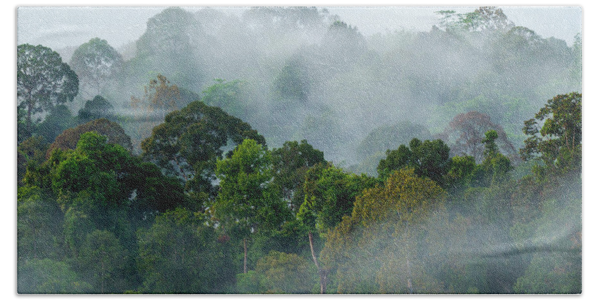 Sebastian Kennerknecht Bath Towel featuring the photograph Lowland Rainforest In Sabah, Borneo by Sebastian Kennerknecht