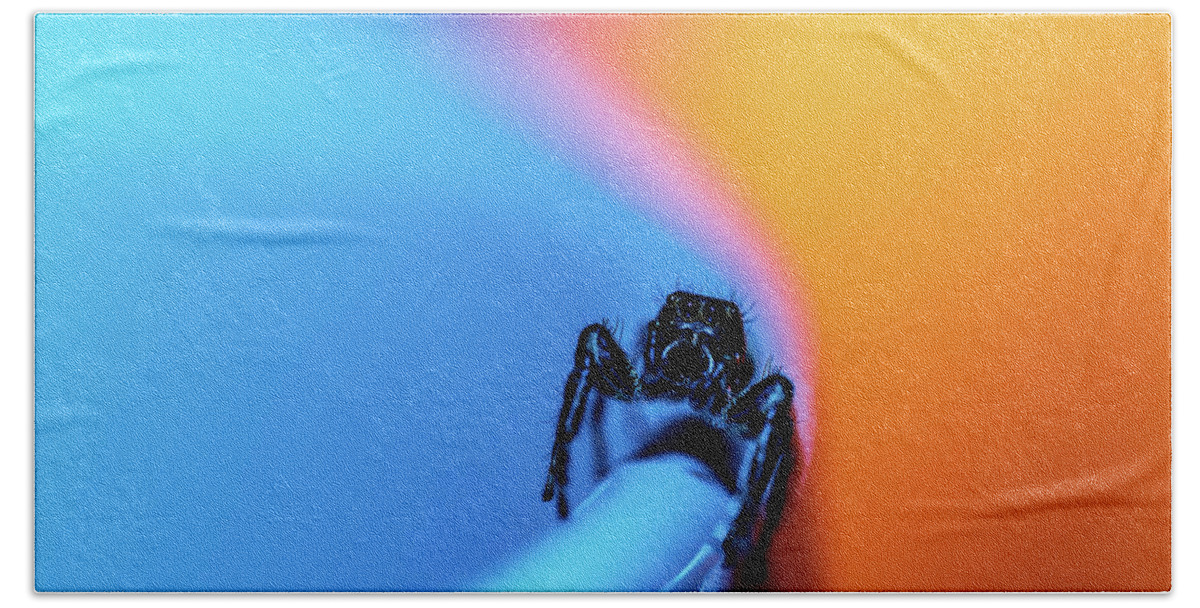 Animals Bath Towel featuring the photograph Macro Photography - Jumping Spider by Amelia Pearn