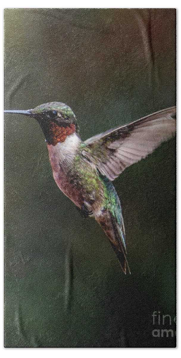 Hummer Bath Towel featuring the photograph Magnificent Beauty And Form Of A Ruby-throated Hummingbird by Cindy Treger