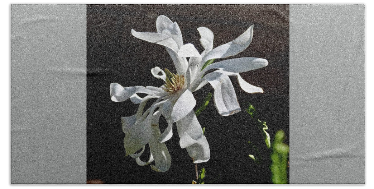 Magnolia Hand Towel featuring the photograph Magnificent Magnolia by Kathy Chism