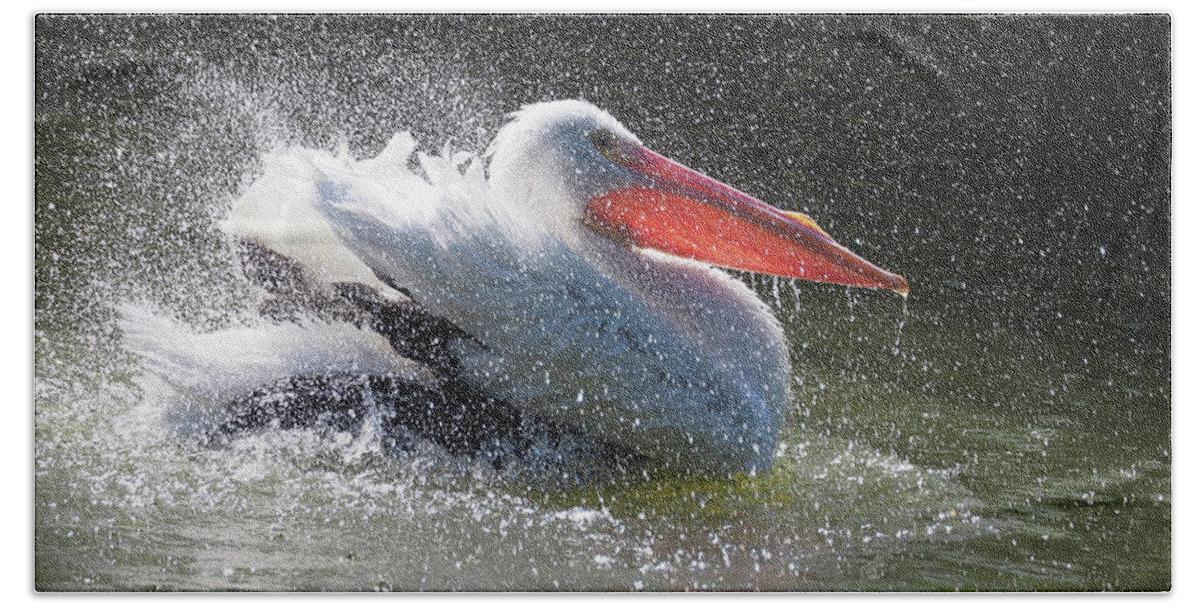Pelican Hand Towel featuring the photograph Making a Splash by Dorothy Pugh