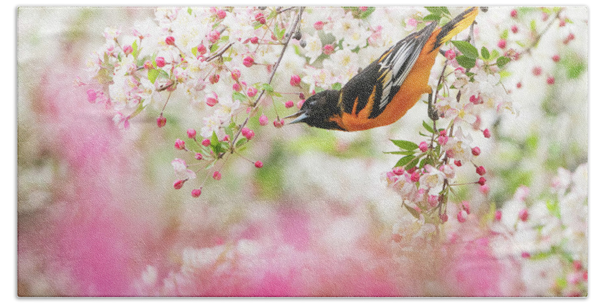 Plant Hand Towel featuring the photograph Male Baltimore Oriole Foraging In Flowering Crabapple Tree by Marie Read / Naturepl.com