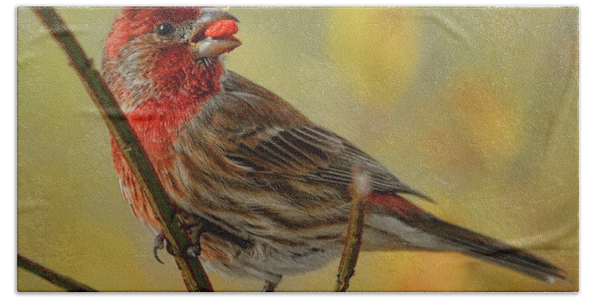 Wildlife Bath Towel featuring the photograph Male House Finch In Burning Bush by Dale Kauzlaric