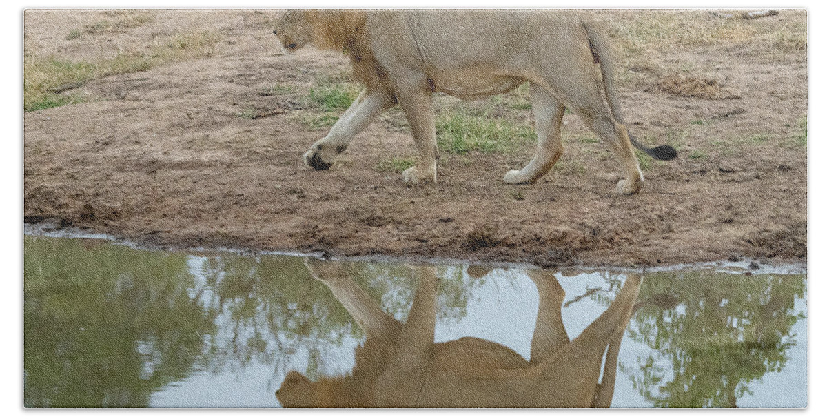 Lion Bath Towel featuring the photograph Male lion and his reflection by Mark Hunter