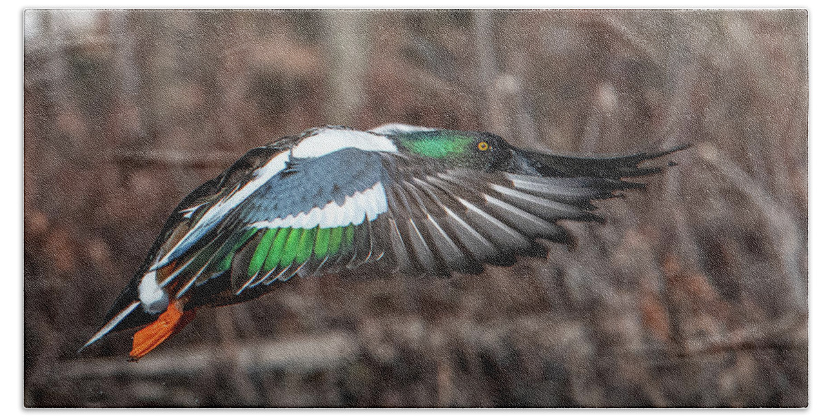 Nature Hand Towel featuring the photograph Male Northern Shoveler in Flight DWF0182 by Gerry Gantt