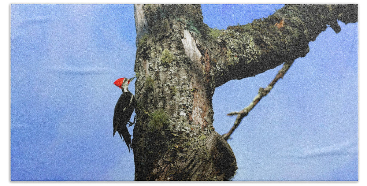 Woodpecker Bath Towel featuring the photograph Male Pileated Woodpecker by Kerri Farley
