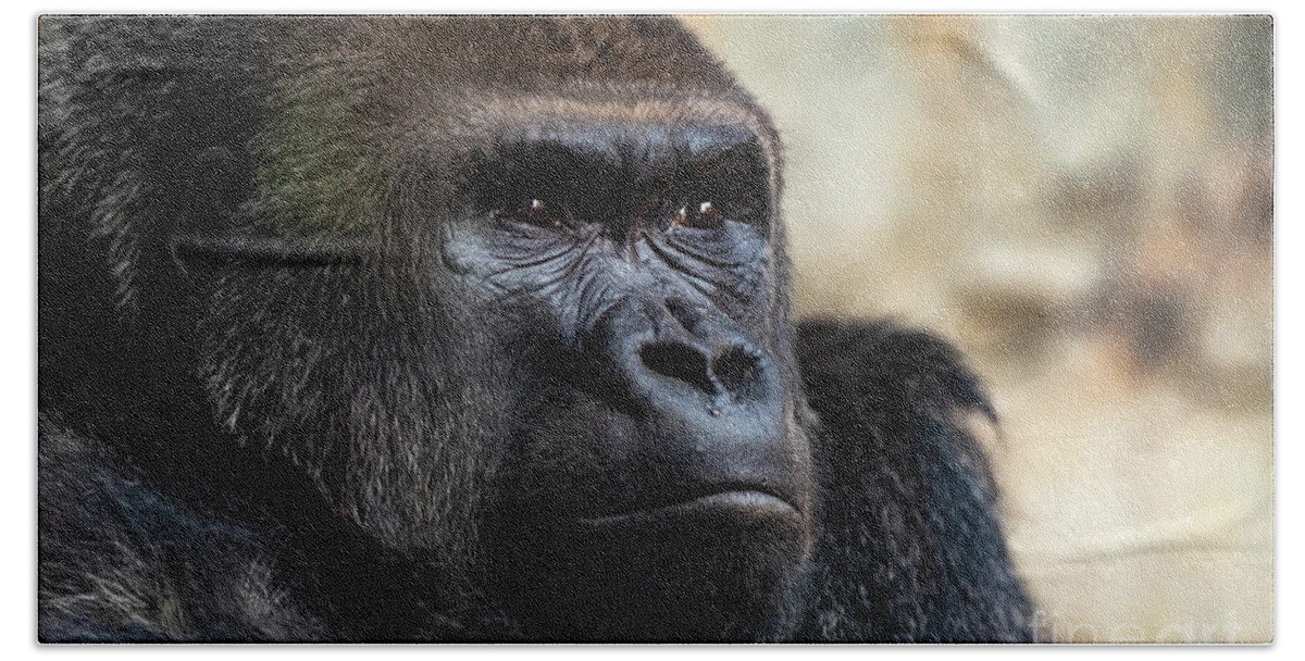 Adult Hand Towel featuring the photograph Male western gorilla looking around, Gorilla gorilla gorilla by Joaquin Corbalan