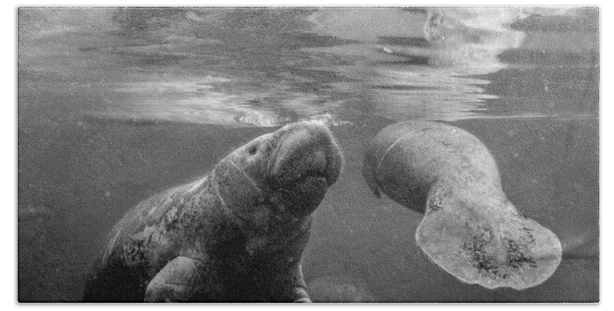 Disk1215 Bath Towel featuring the photograph Manatee Mom And Baby Surfacing by Tim Fitzharris