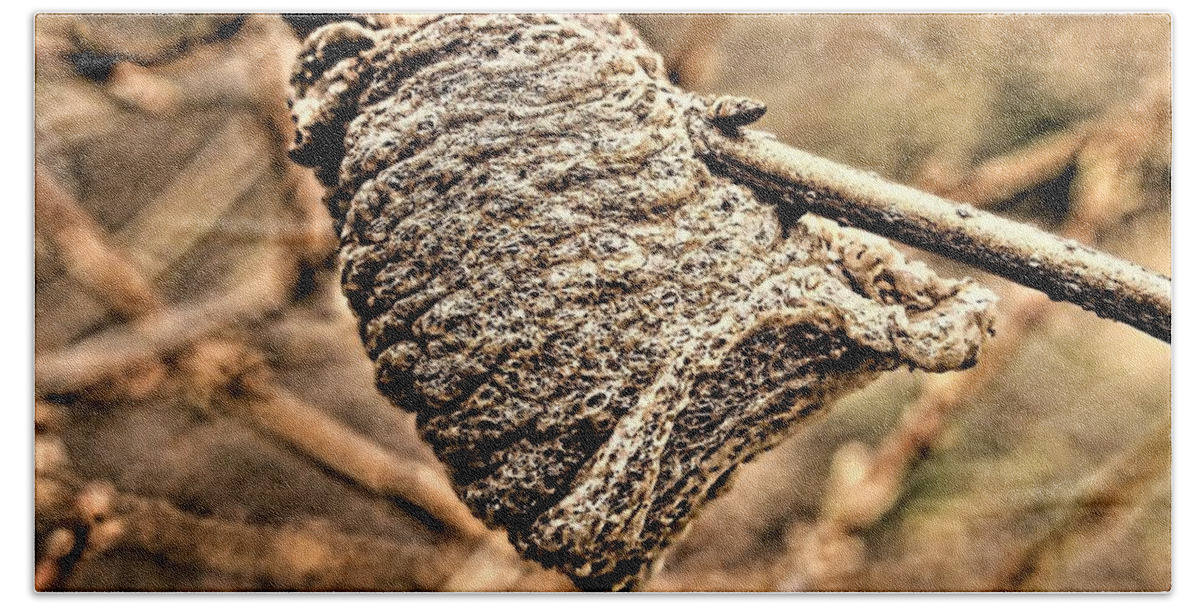 Insect Bath Towel featuring the photograph Mantis Egg Sack by Diane Chandler