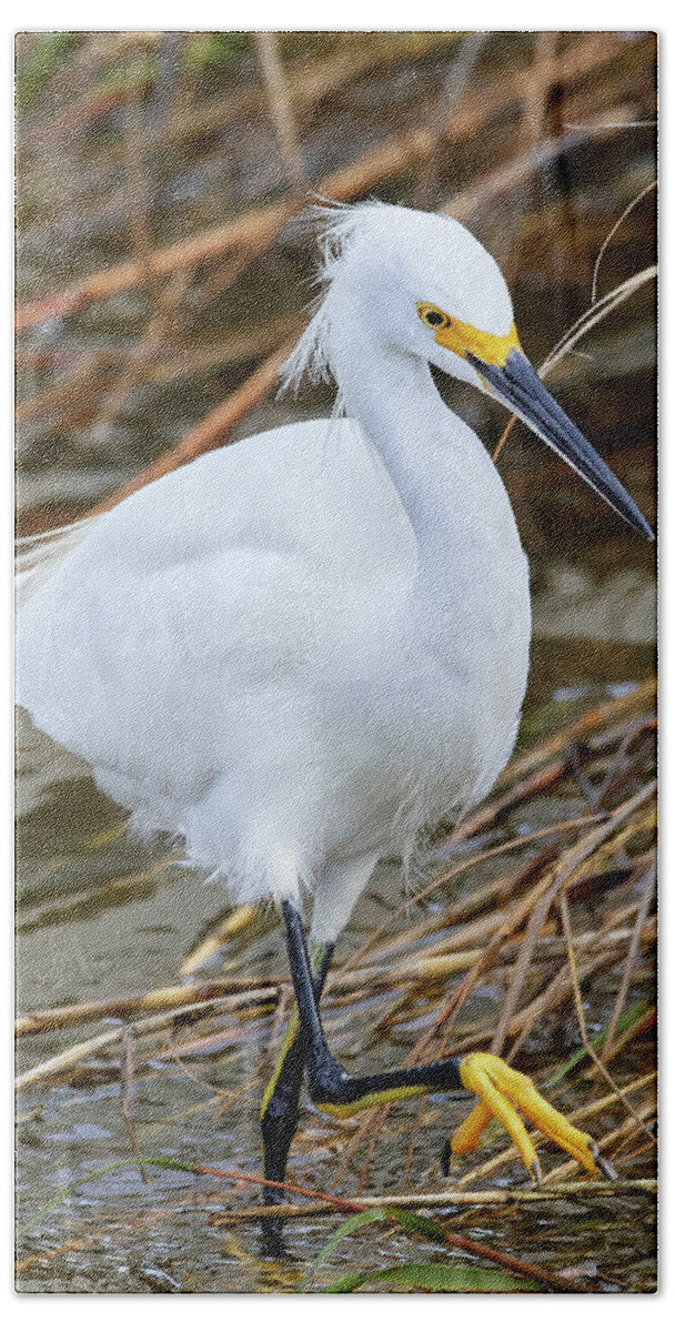 Wildlife Bath Towel featuring the photograph Marching Egret by Paul Freidlund