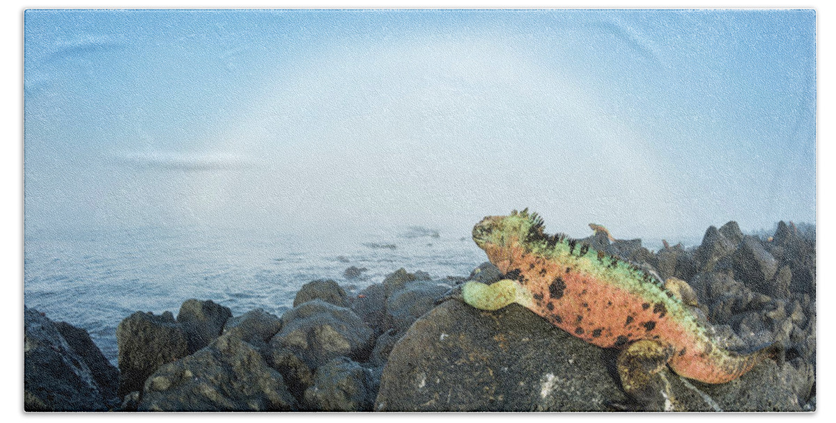 Animals Hand Towel featuring the photograph Marine Iguana And Fog Bow by Tui De Roy