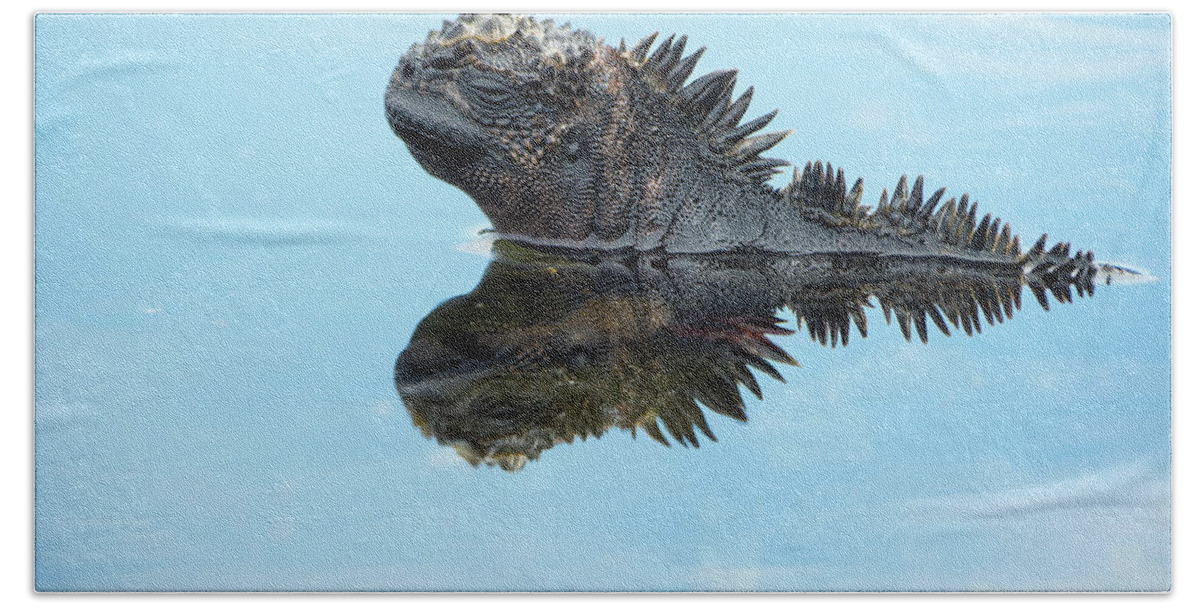 00573171 Hand Towel featuring the photograph Marine Iguana Reflected In Shallows by Tui De Roy