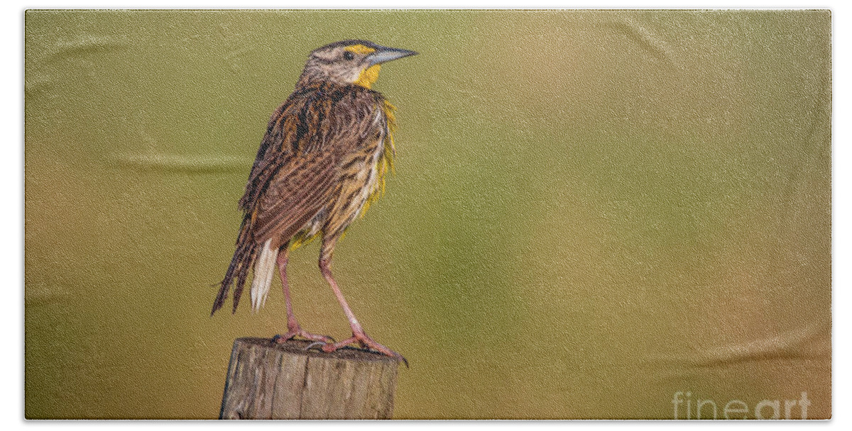 Meadowlark Hand Towel featuring the photograph Meadowlark on Post by Tom Claud