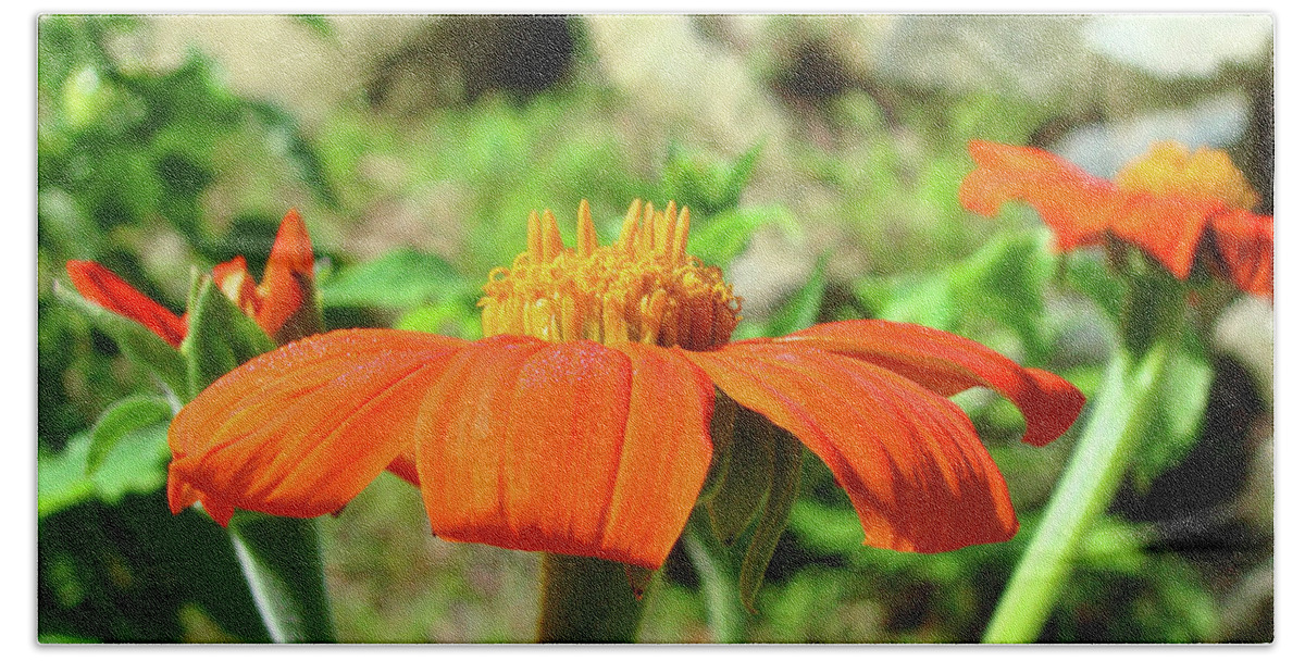 Mexican Sunflower Bath Towel featuring the photograph Mexican Sunflower 20 by Amy E Fraser