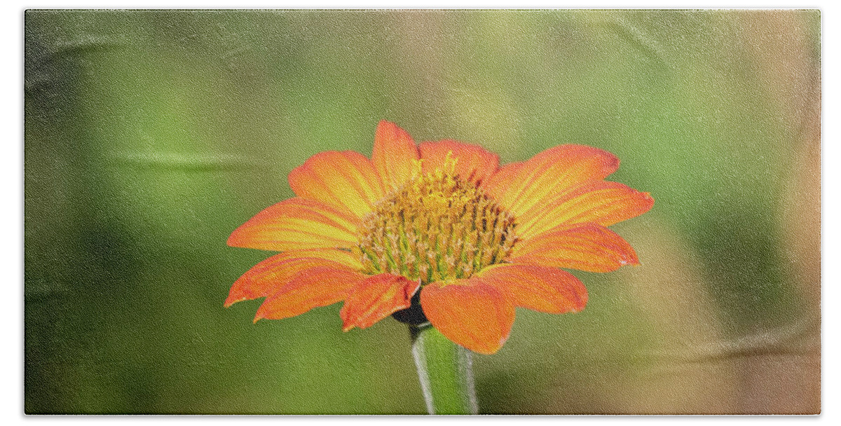 Mexican Sunflower Bath Towel featuring the photograph Mexican Sunflower 2018-1 by Thomas Young
