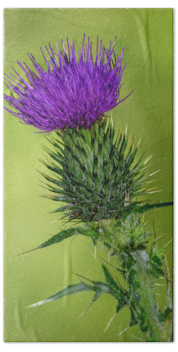 Thistle Bath Towel featuring the photograph Milk thistle by Steev Stamford