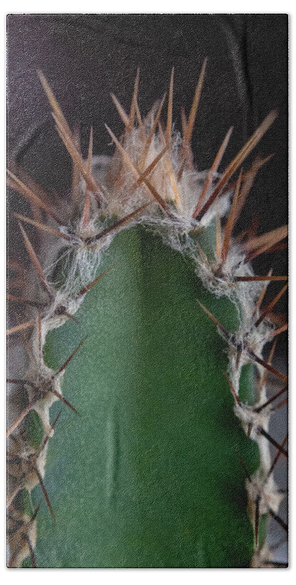 Background Hand Towel featuring the photograph Mini Cactus Up Close by Scott Lyons