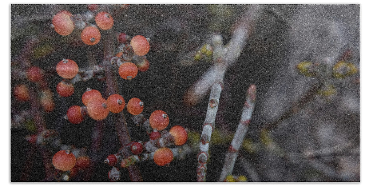 Berries Hand Towel featuring the photograph Mistletoe by Melisa Elliott