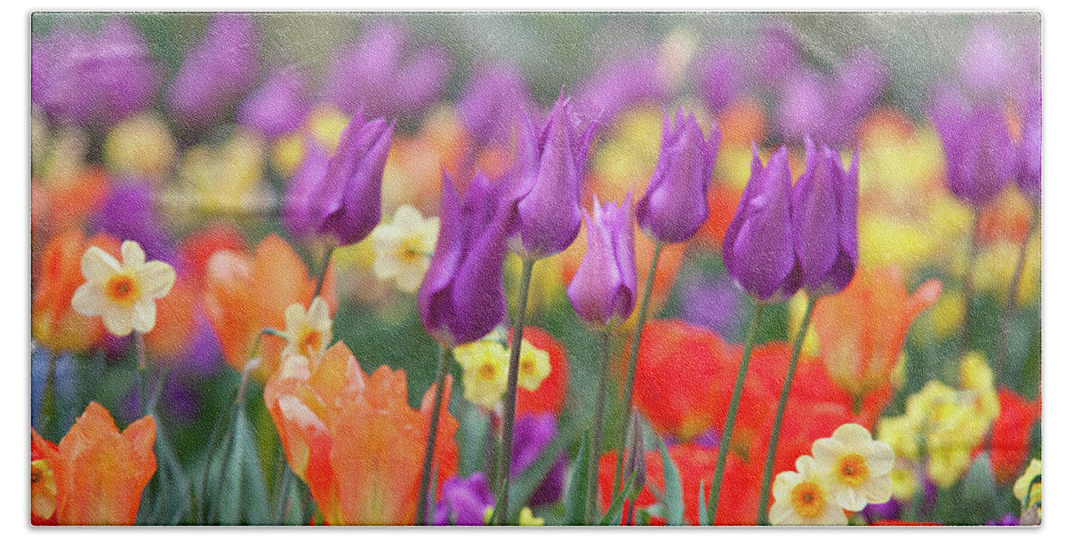 Jenny Rainbow Fine Art Photography Bath Towel featuring the photograph Mix Border with Tulips Purple Dream 1 by Jenny Rainbow