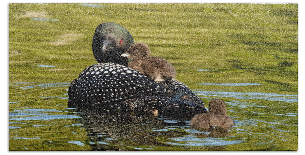 Animals Bath Towel featuring the photograph Mom loon and her babies by Heather King