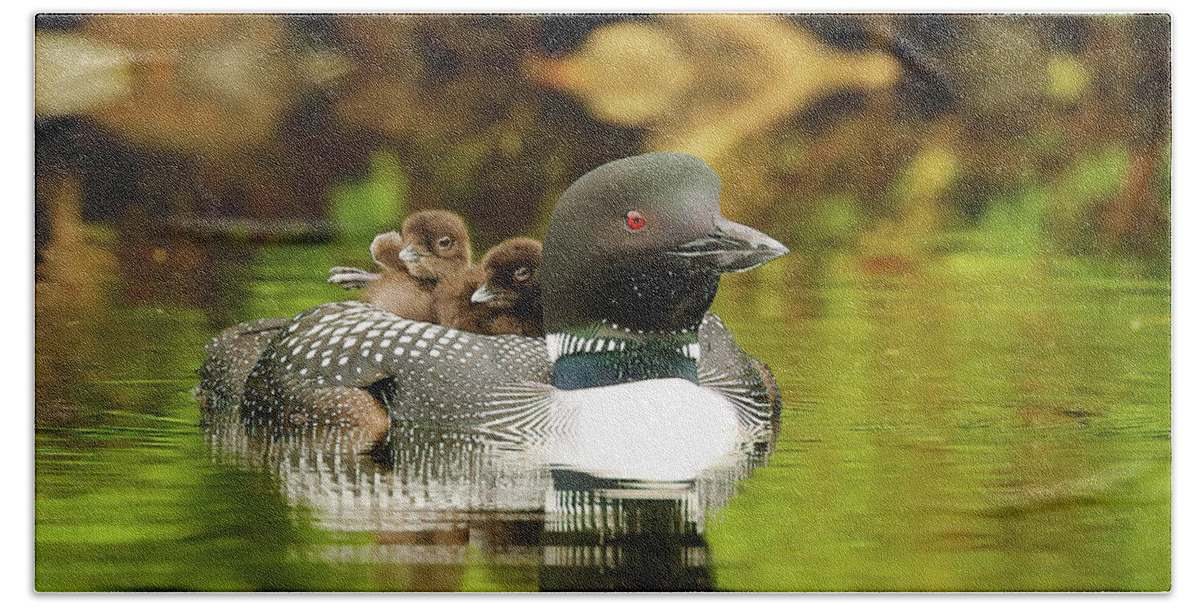 Loons Hand Towel featuring the photograph Mom Plus Two by Duane Cross