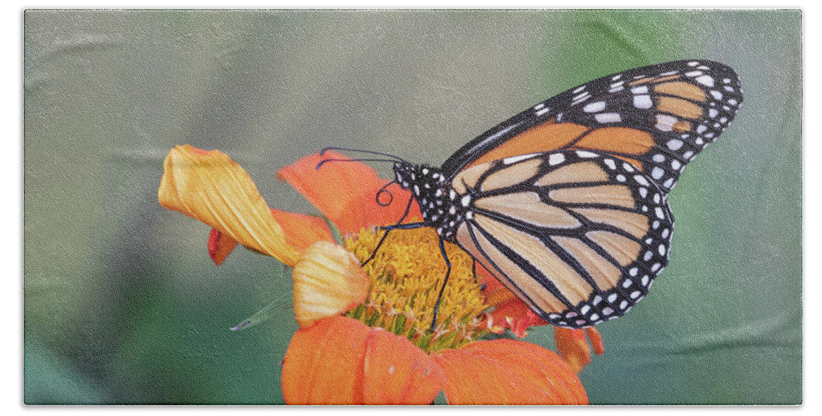 Monarch Butterfly Bath Towel featuring the photograph Monarch 2018-30 by Thomas Young