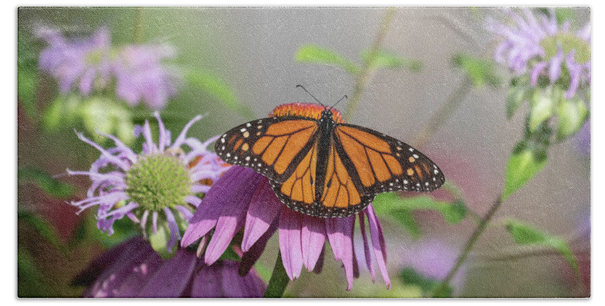 Monarch Butterfly Hand Towel featuring the photograph Monarch 2019-3 by Thomas Young