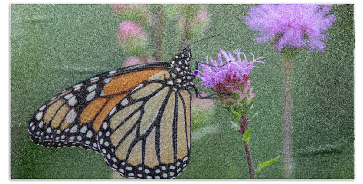 Monarch Butterfly Bath Towel featuring the photograph Monarch 2019-4 by Thomas Young