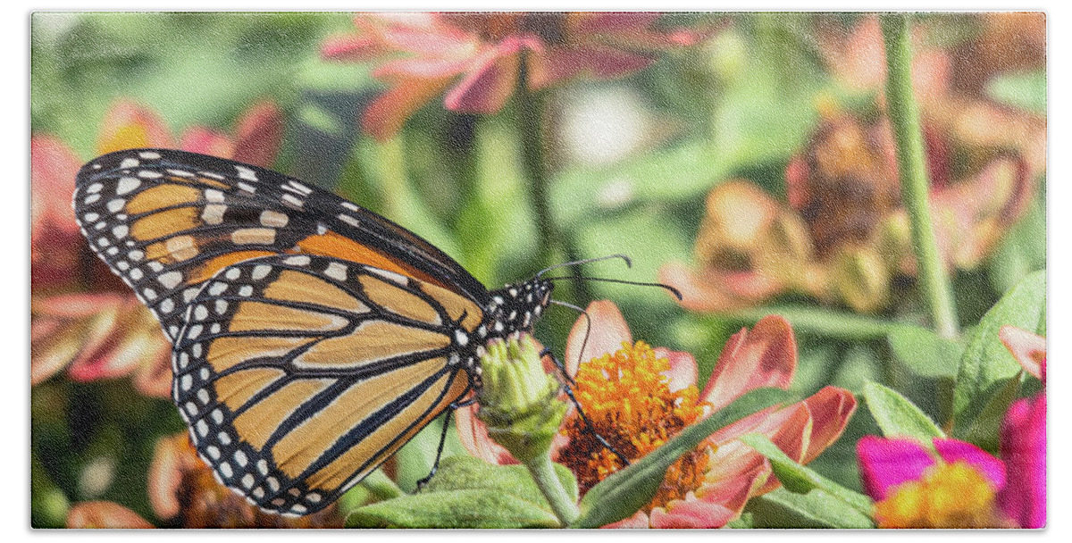 Cheryl Baxter Photography Bath Towel featuring the photograph Monarch Butterfly by Cheryl Baxter