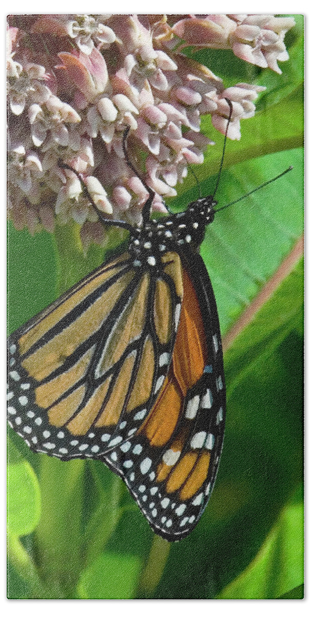 Nature Bath Towel featuring the photograph Monarch Butterfly on Common Milkweed DIN0061 by Gerry Gantt
