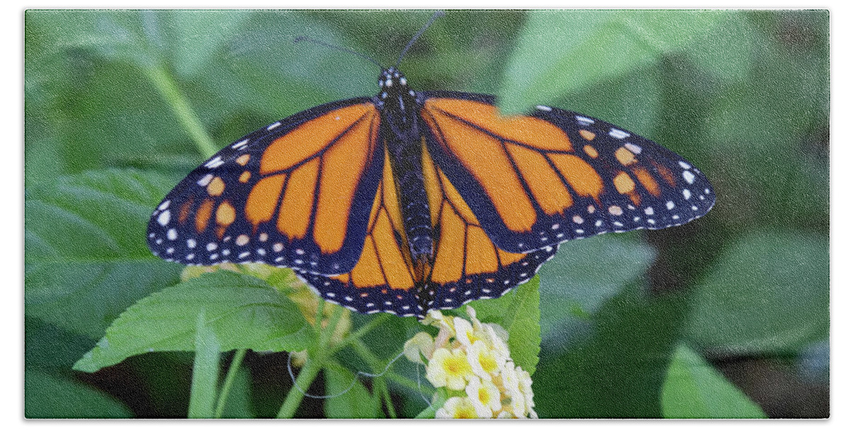 Monarch Hand Towel featuring the photograph Monarch Butterfly by Patricia Schaefer