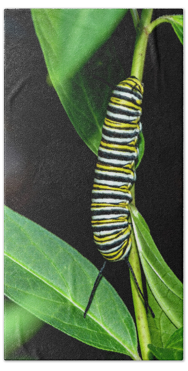 Caterpillar Bath Towel featuring the photograph Monarch Caterpillar 4002 by Cathy Kovarik