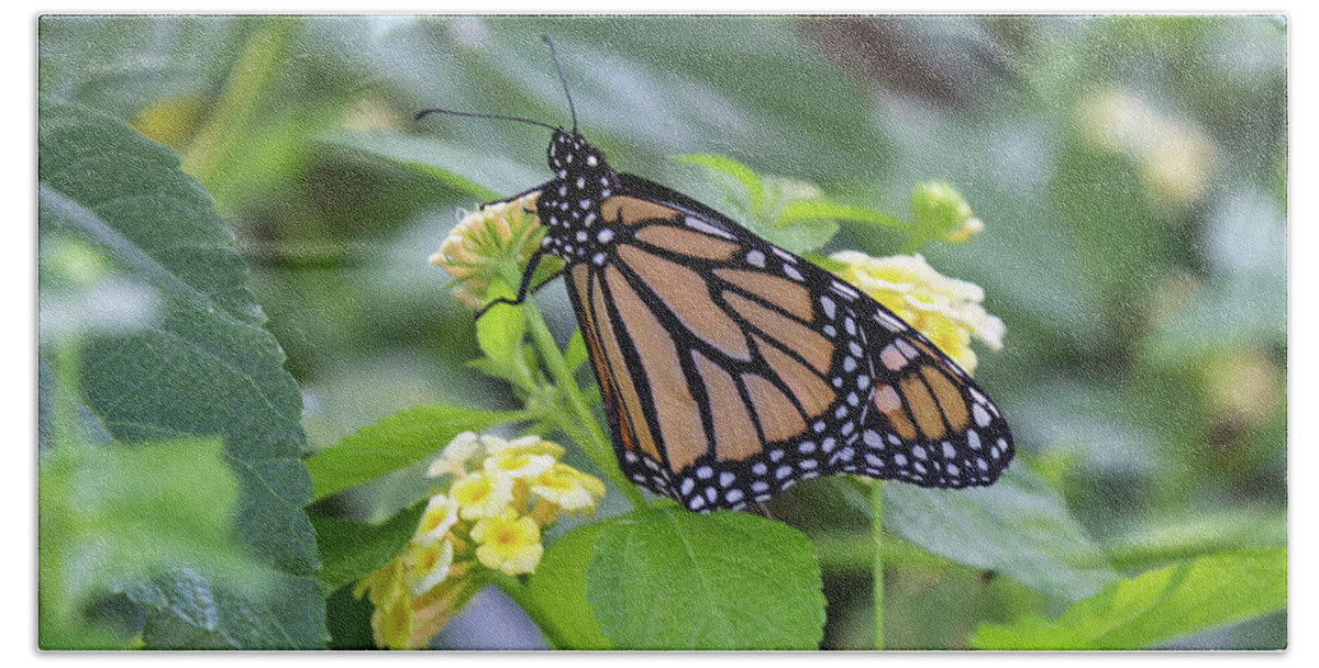 Monarch Bath Towel featuring the photograph Monarch Moment by Patricia Schaefer