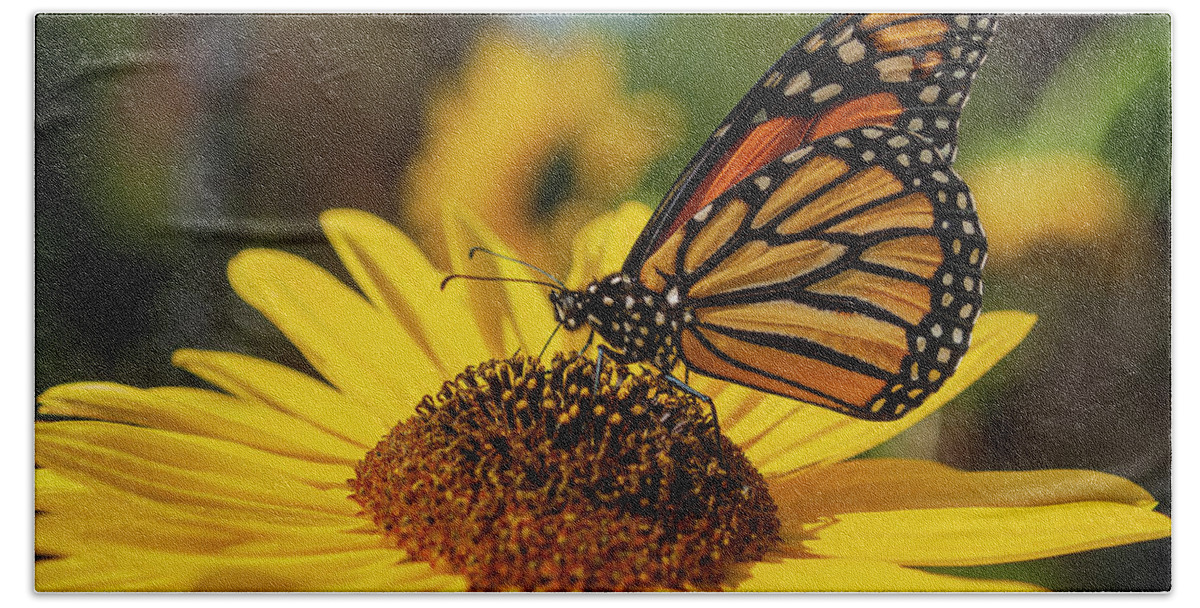 Monarch Butterfly Bath Towel featuring the photograph Monarch On Sunflower 2019 by Thomas Young
