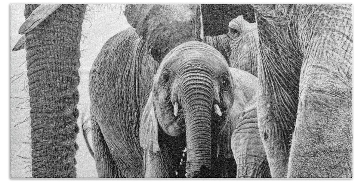 Elephant Bath Towel featuring the photograph Monochrome African Elephant Stare by Mark Hunter