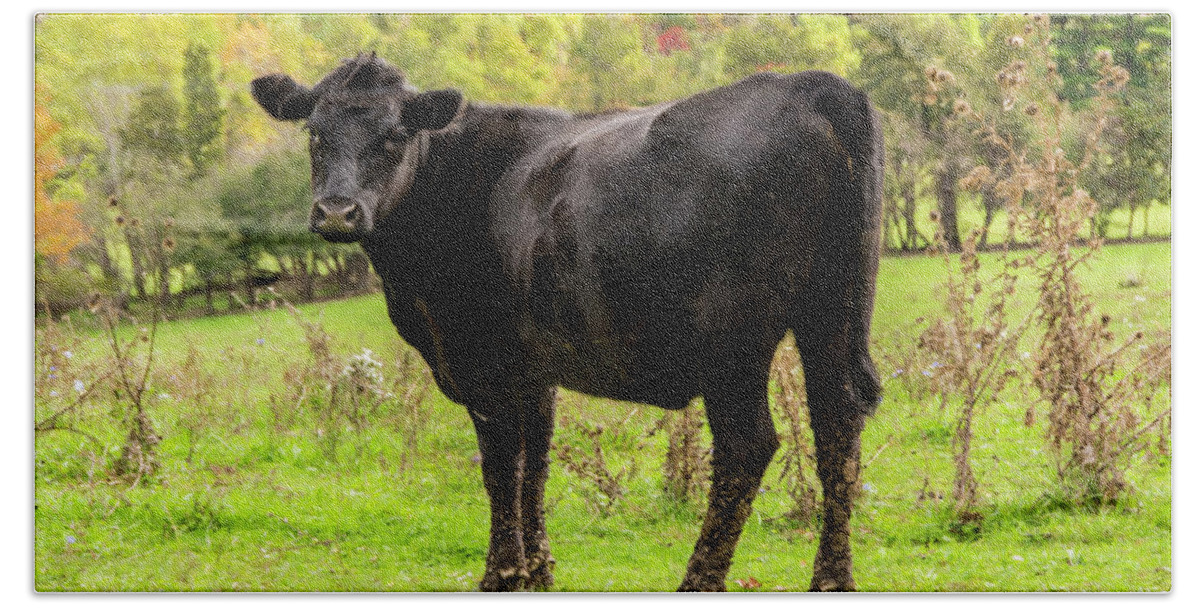 Cattle Bath Towel featuring the photograph Moo by Cathy Kovarik