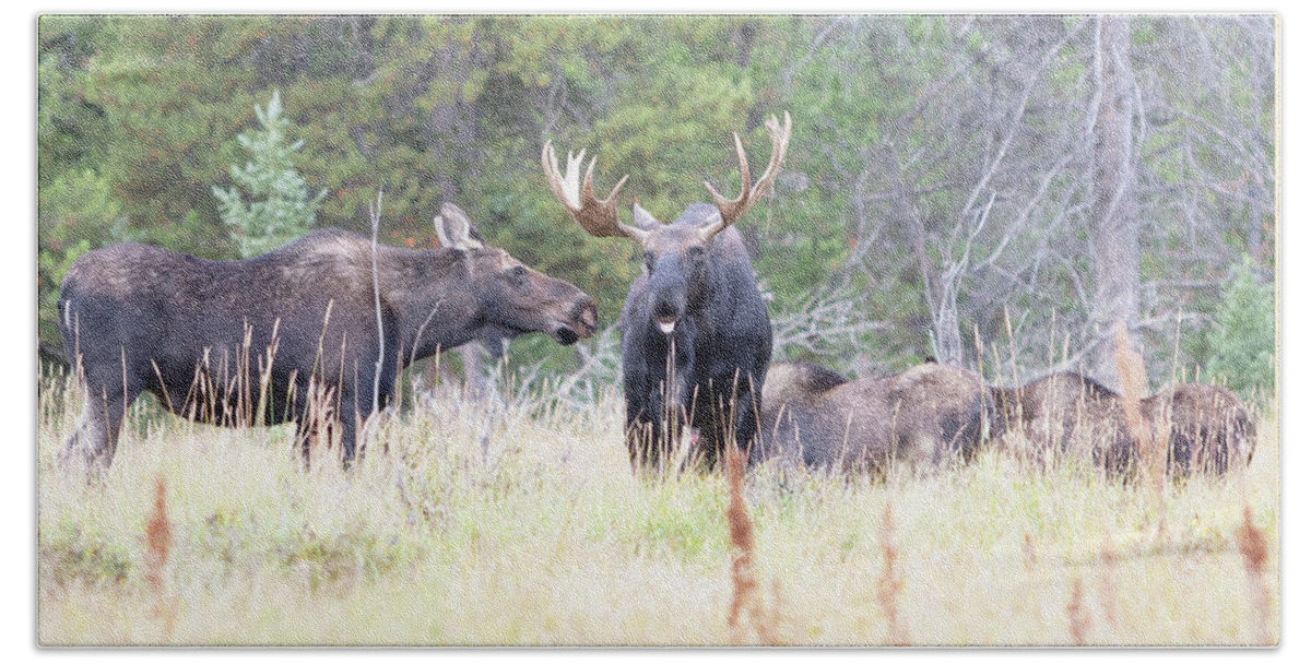 Moose Bath Towel featuring the photograph Moose Herd by Mark Joseph