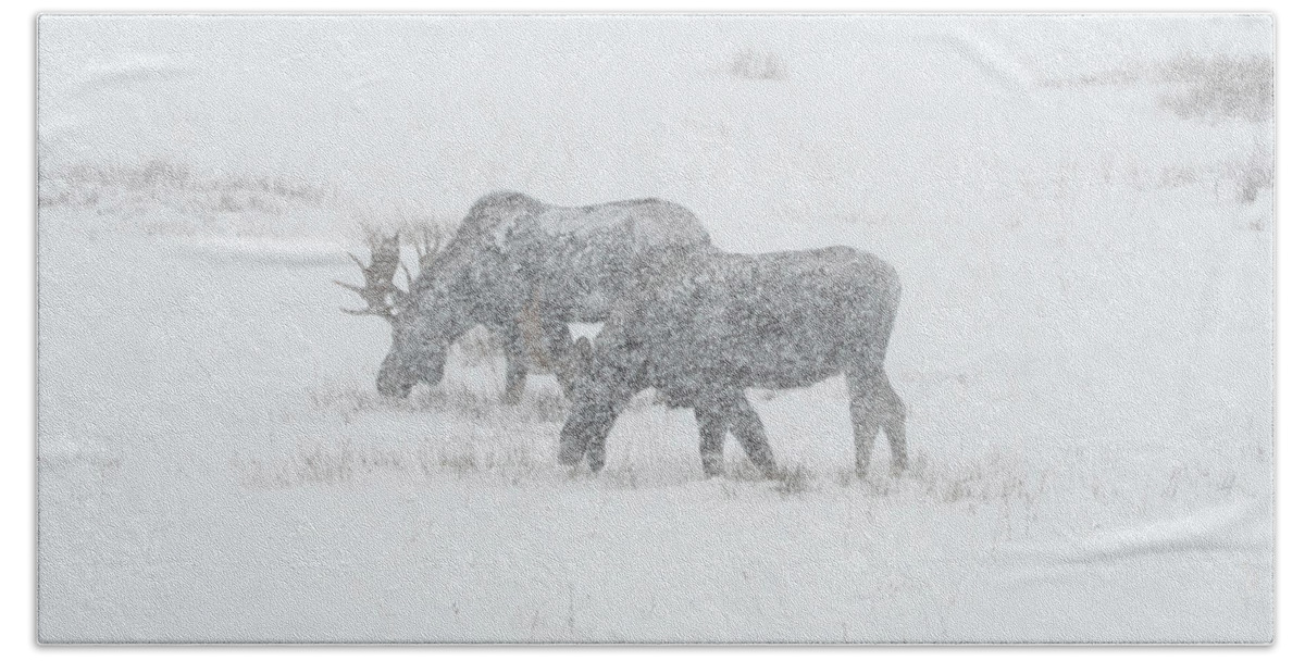 Moose Bath Towel featuring the photograph Moose In A Snowstorm by Patrick Nowotny