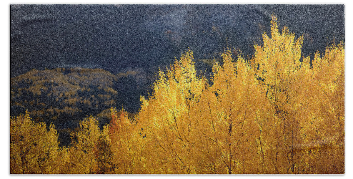 Colorado Hand Towel featuring the photograph Morning Aspens of Gold by James Covello
