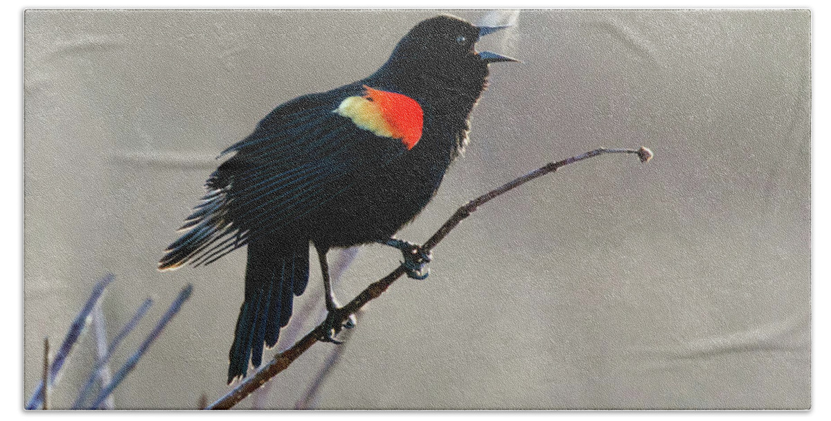 Blackbird Hand Towel featuring the photograph Morning Heat by Art Cole