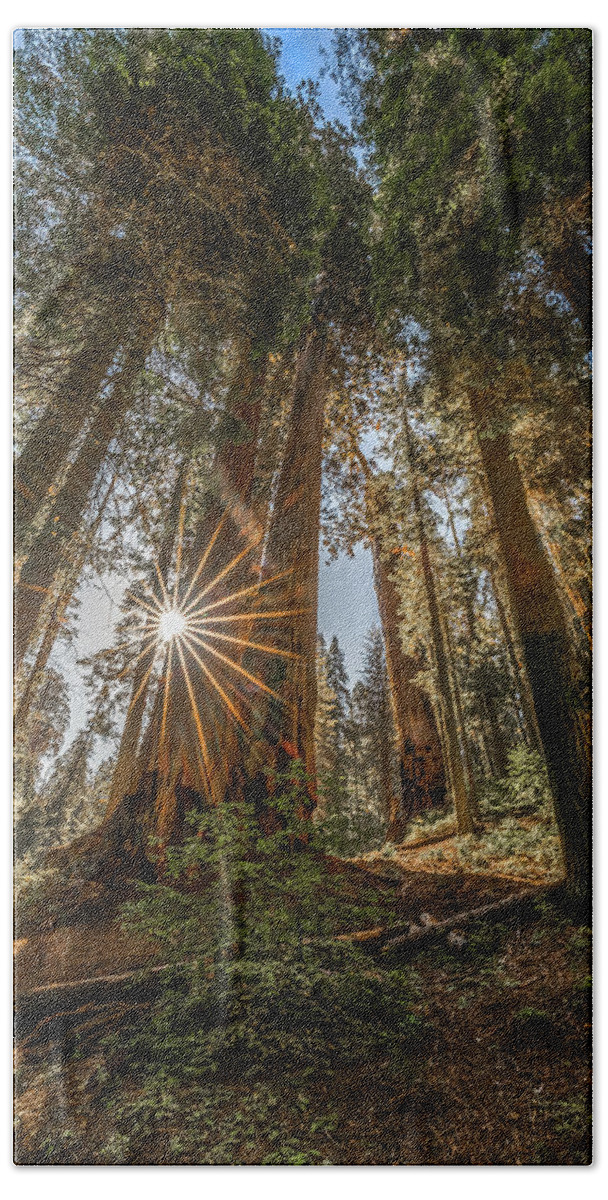 California Hand Towel featuring the photograph Morning in the Giant Forest by Peter Tellone