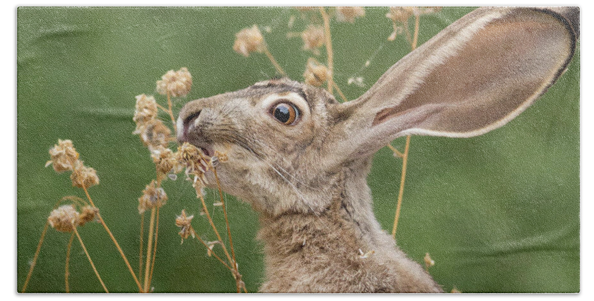 Jackrabbit Hand Towel featuring the photograph Morning Nibble by Sue Cullumber