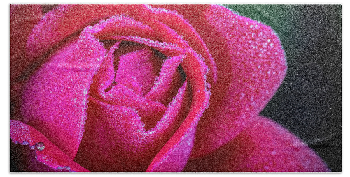 Rose Bath Towel featuring the photograph Morning Rose by Brad Bellisle