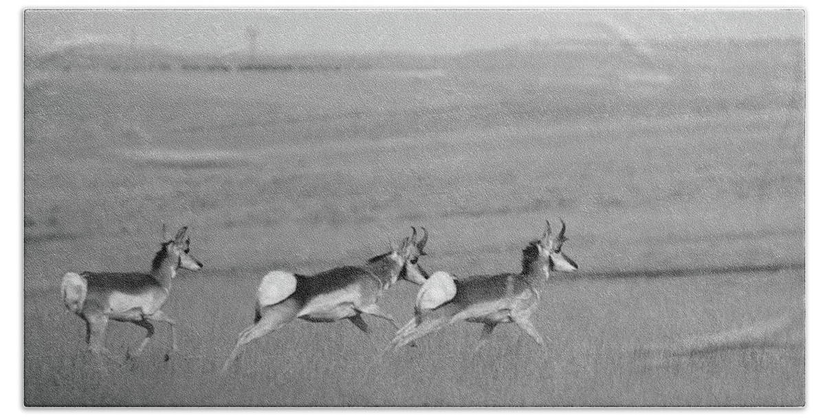 Richard E. Porter Hand Towel featuring the photograph Morning Run - Antelope, Texas Hwy. 207 by Richard Porter