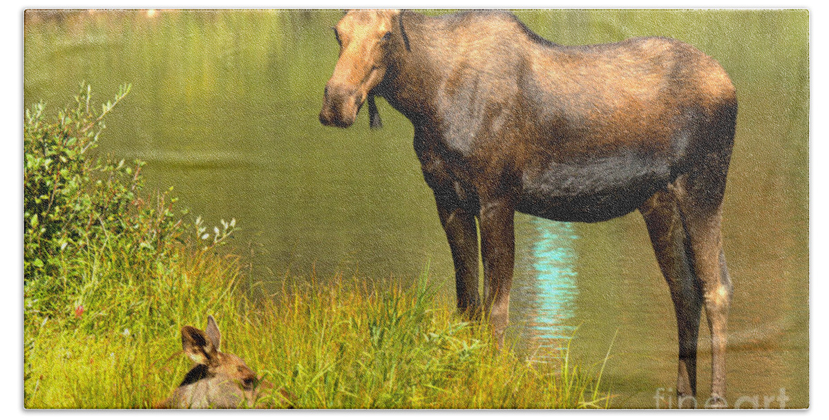 Bath Towel featuring the photograph Mother Moose And Junior by Adam Jewell