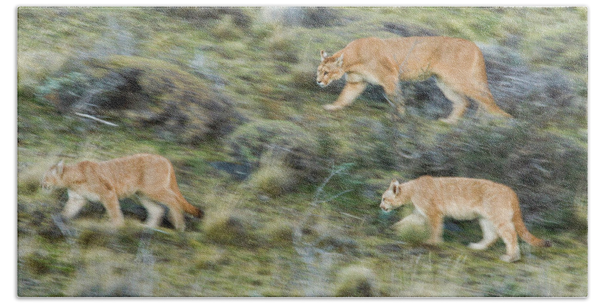 Sebastian Kennerknecht Bath Towel featuring the photograph Mountain Loin And Cubs On The Move by Sebastian Kennerknecht
