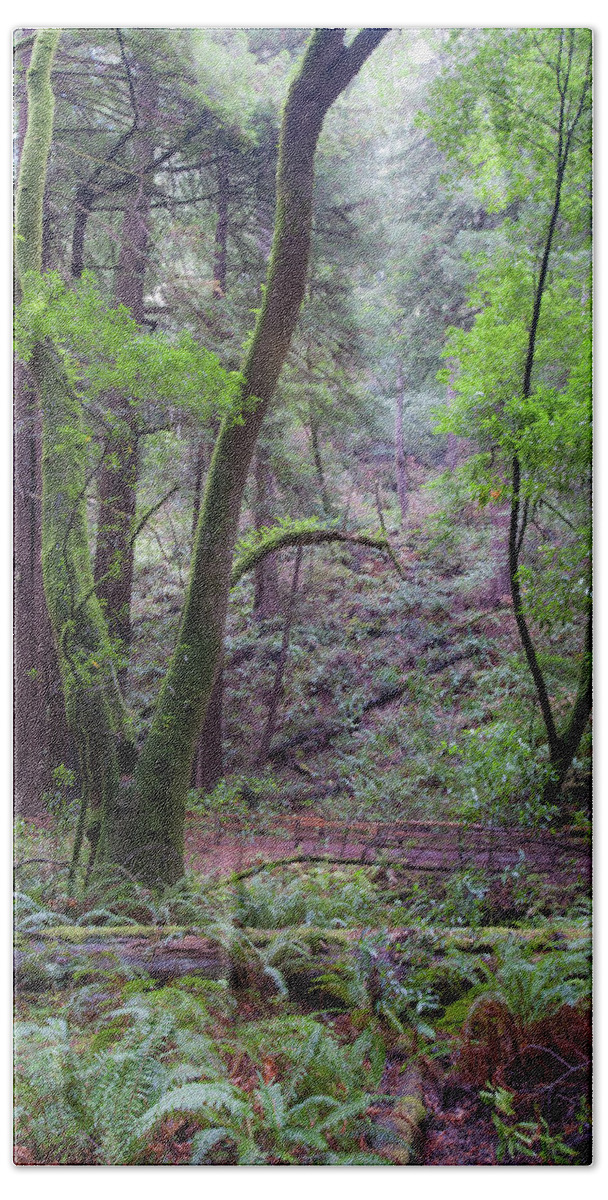 Muir Woods Hand Towel featuring the photograph Muir Woods Mist by Mark Duehmig